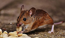 24 Hour & Emergency Exterminators in Binger, OK